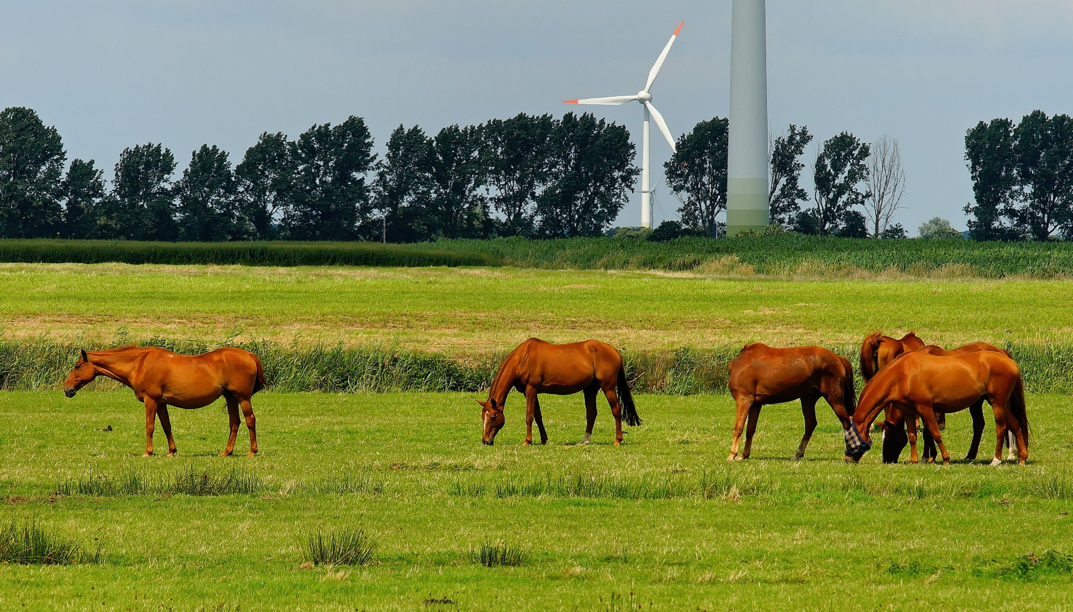 Pferde stehen auf Weide