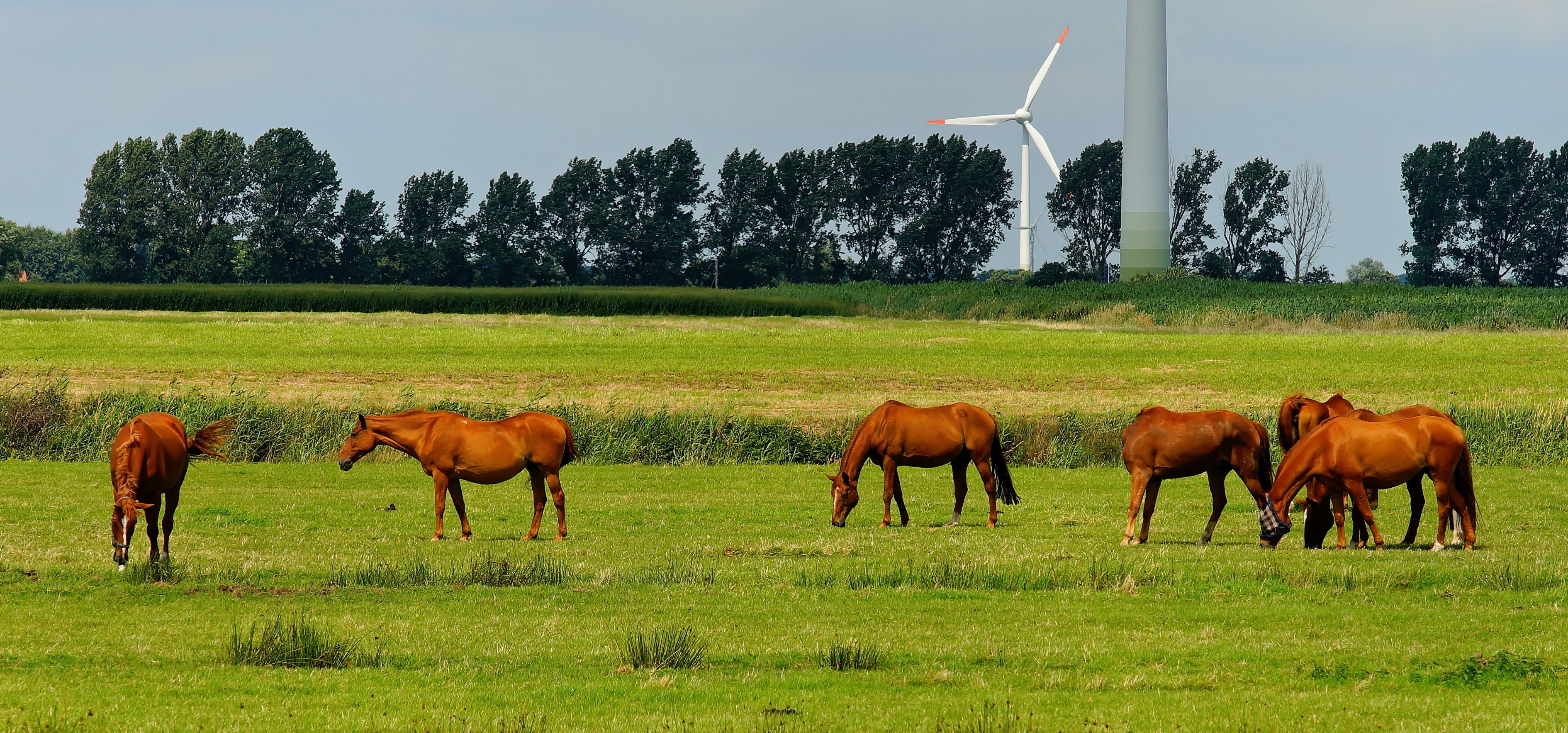 Pferde stehen auf Weide